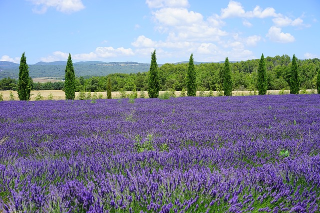Les jardins de Provence : un havre de paix pour vos vacances en location