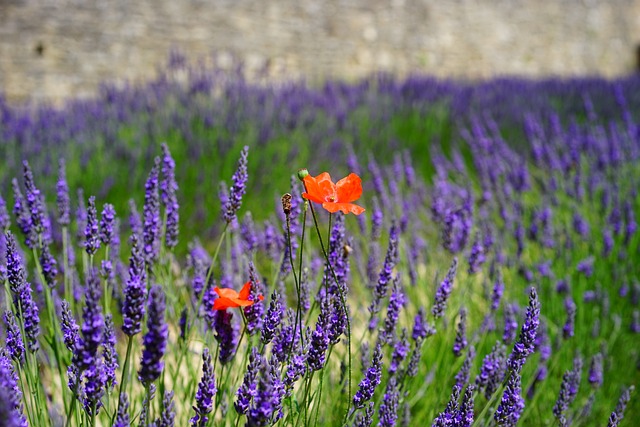Créer un jardin parfait pour votre location de vacances en Provence
